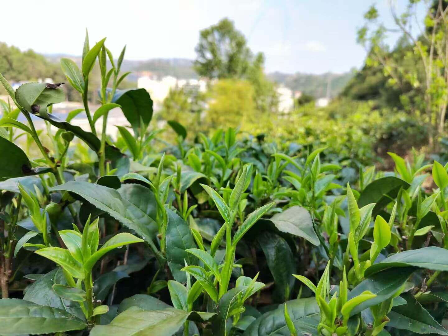 自然茶山萌发的新芽